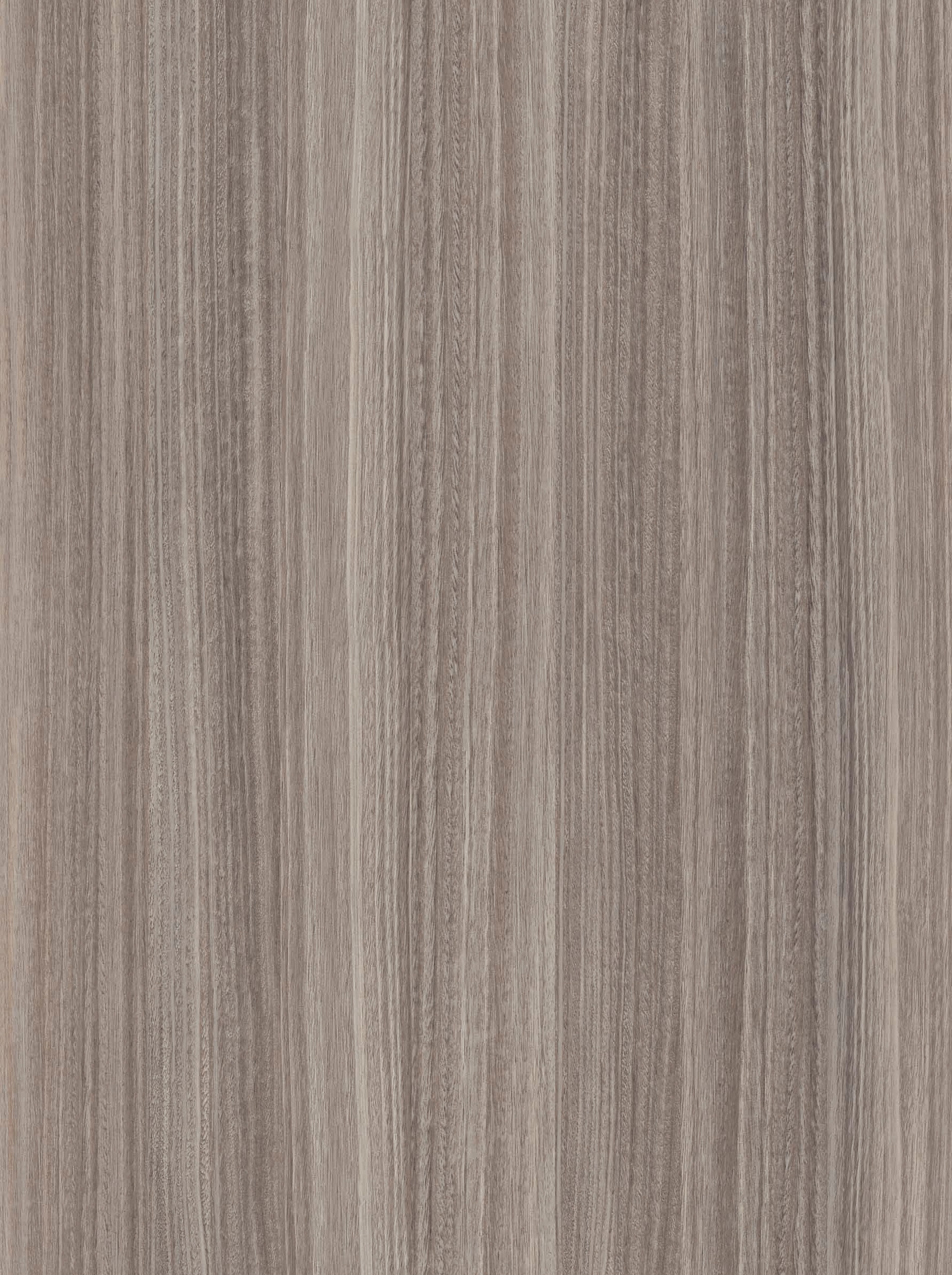 homie-eucalyptus-ap9jpg